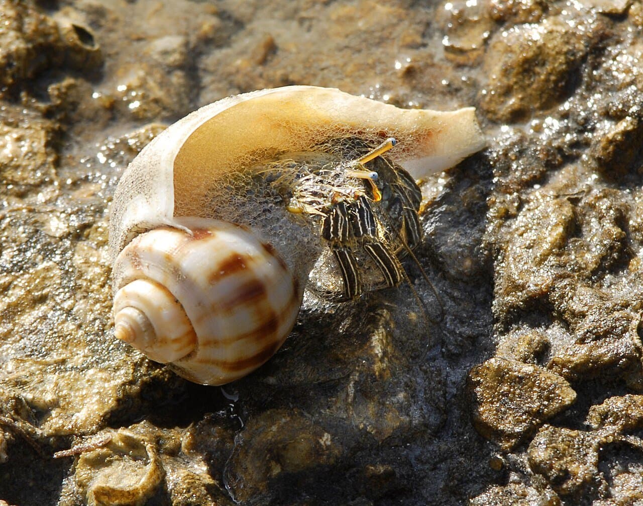 A striped hermit crab in a spiral shell on a rock.