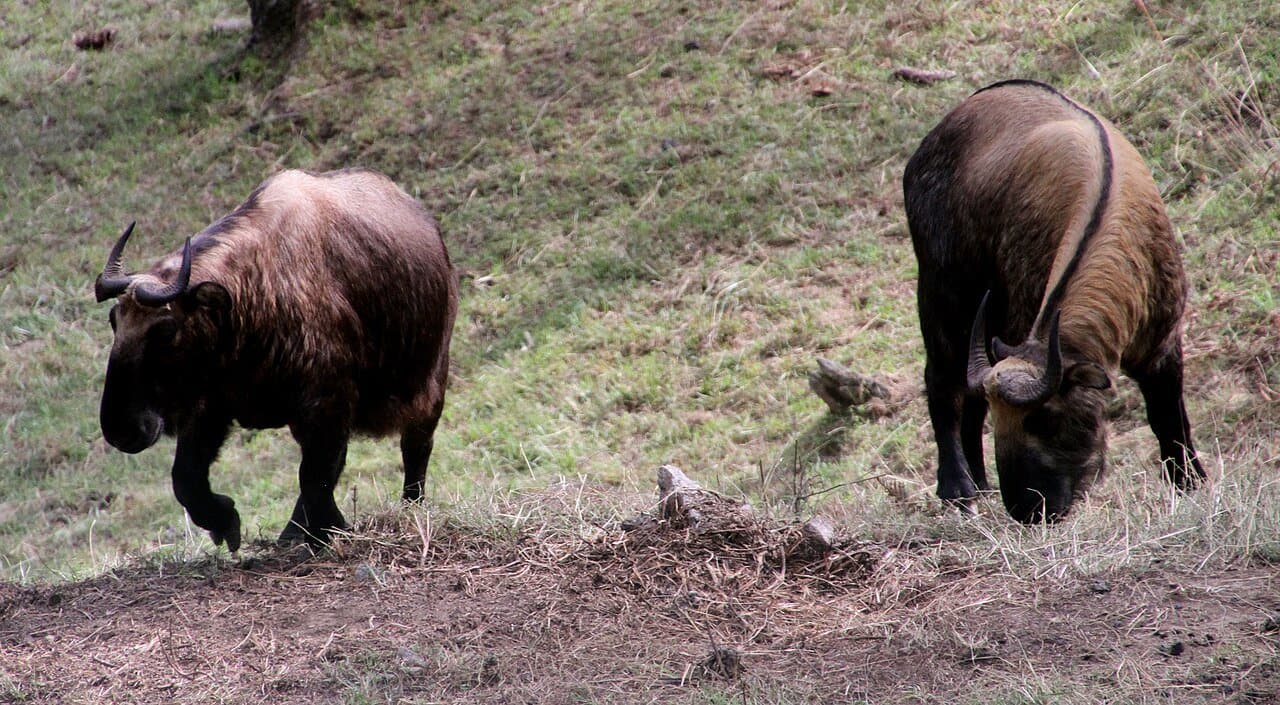 Two shaggy brown takins grazing on a hillside.