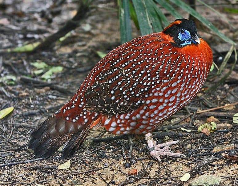 A male Temminck's tragopan with red, white-spotted feathers and a blue face.