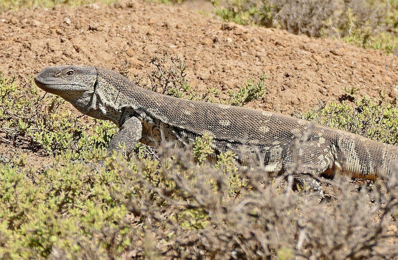 A white-throated monitor lizard crawling over dirt and low plants.