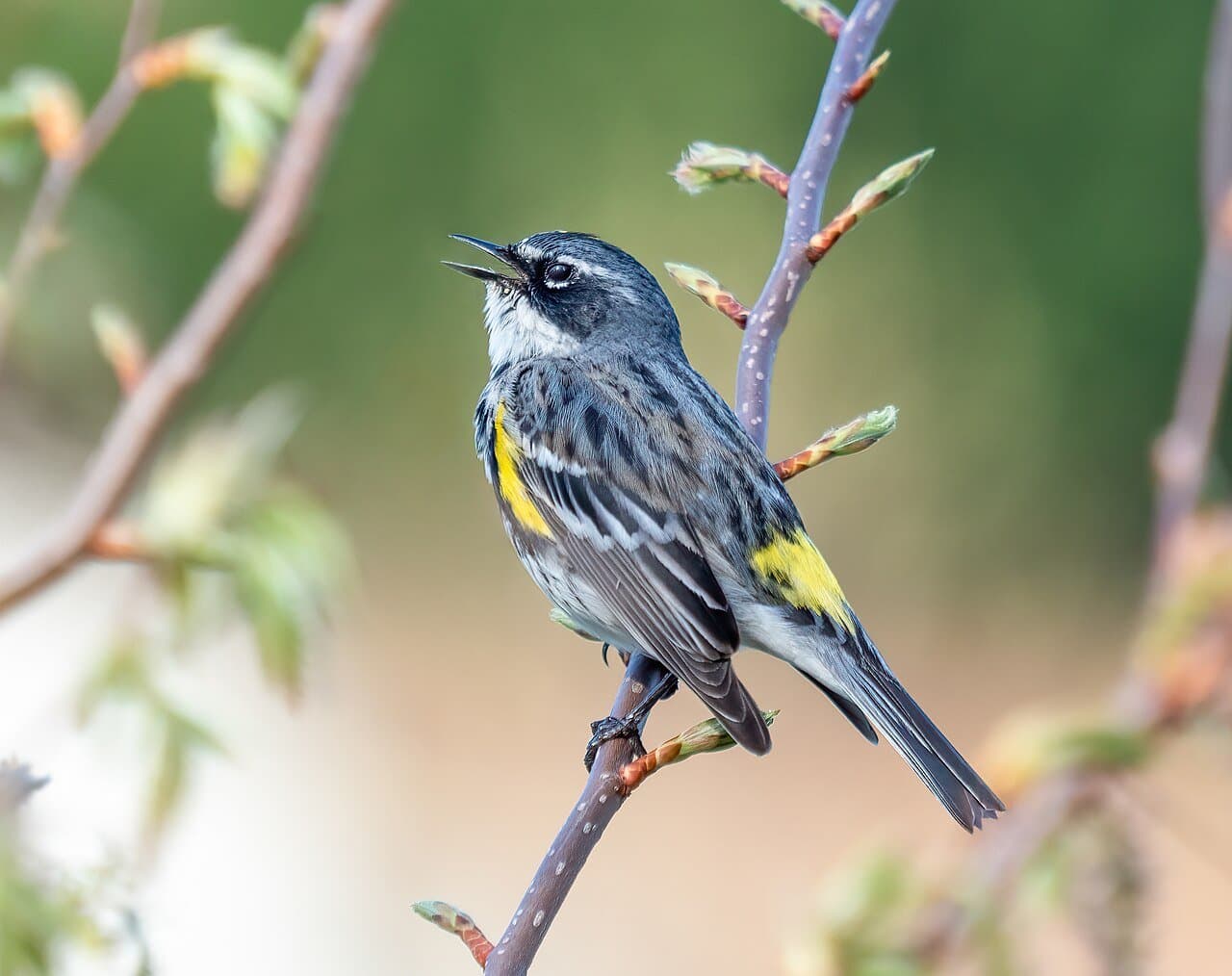 A gray, black and yellow yellow-rumped warbler on a twig.
